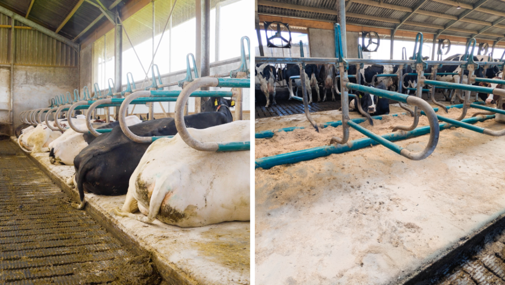 hoofdfoto boeren business 1070x605 (3)